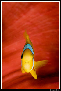 Red anemone and anemonefish up close and personal-II... by Dray Van Beeck 